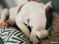 Finley, a male American Bully and American Pit Bull Terrier for sale in Bellevue, NE – 3 of 5