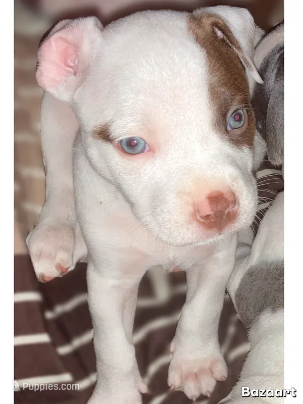 Finley – American Bully, American Pit Bull Terrier puppy for sale in Bellevue, NE