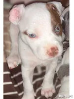 Finley, a male American Bully and American Pit Bull Terrier for sale in Bellevue, NE – 4 of 5