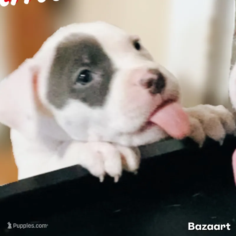 Bailey – American Bully, American Pit Bull Terrier puppy for sale in Bellevue, NE