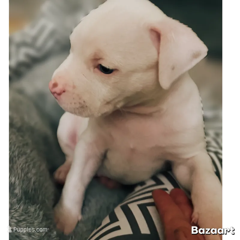 DJ – American Bully, American Pit Bull Terrier puppy for sale in Bellevue, NE