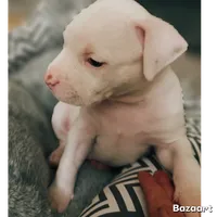 DJ, a male American Bully and American Pit Bull Terrier for sale in Bellevue, NE – 2 of 6