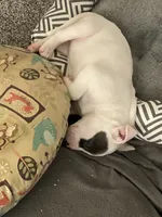 Bailey, a female American Bully and American Pit Bull Terrier for sale in Bellevue, NE – 6 of 7