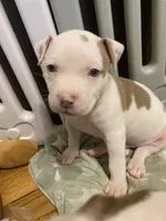 Glenn, a male American Bully and American Pit Bull Terrier for sale in Bellevue, NE – 2 of 3
