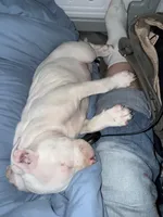 DJ, a male American Bully and American Pit Bull Terrier for sale in Bellevue, NE – 4 of 6