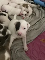 Bailey, a female American Bully and American Pit Bull Terrier for sale in Bellevue, NE – 5 of 7