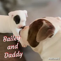 Bailey, a female American Bully and American Pit Bull Terrier for sale in Bellevue, NE – 2 of 7