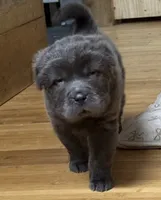 Daisy, a female Chinese Shar-Pei for sale in Libertyville, IA – 1 of 1