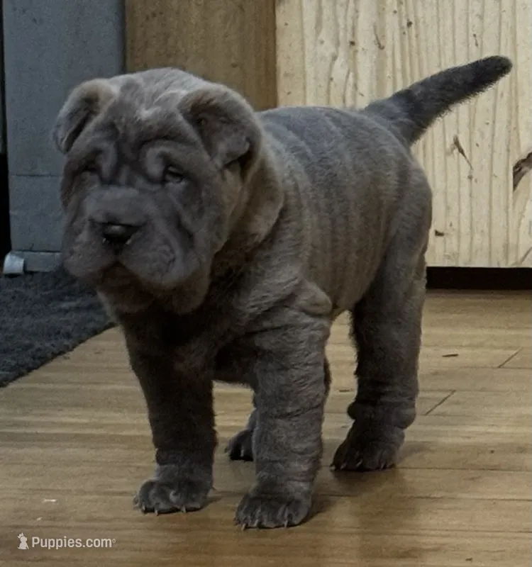 Lisa – Chinese Shar-Pei puppy for sale in Libertyville, IA
