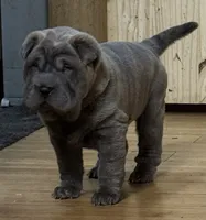 Lisa, a female Chinese Shar-Pei for sale in Libertyville, IA – 1 of 2