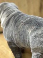 Lisa, a female Chinese Shar-Pei for sale in Libertyville, IA – 2 of 2