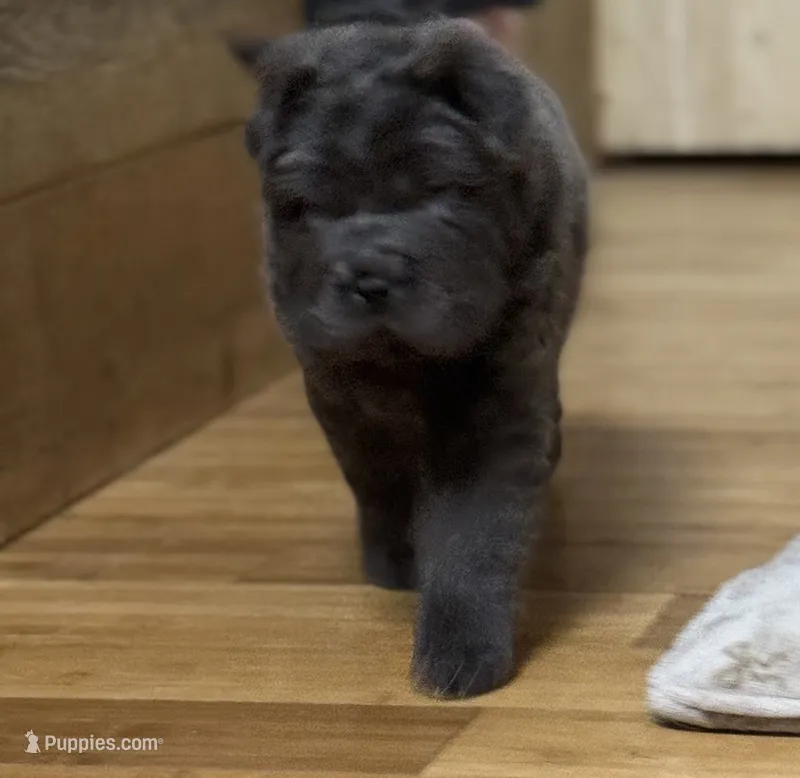 Emily – Chinese Shar-Pei puppy for sale in Libertyville, IA