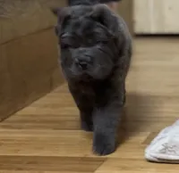 Emily, a female Chinese Shar-Pei for sale in Libertyville, IA – 1 of 1