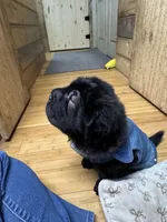 AKC Eclipse, a female Chinese Shar-Pei for sale in Libertyville, IA – Photo 2 of 4