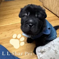 AKC Eclipse, a female Chinese Shar-Pei for sale in Libertyville, IA – Photo 3 of 4