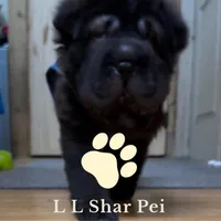 AKC Eclipse, a female Chinese Shar-Pei for sale in Libertyville, IA – Photo 1 of 4