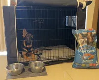Sherah, a female German Shepherd Dog for sale in Lake Worth Beach, FL – 5 of 7
