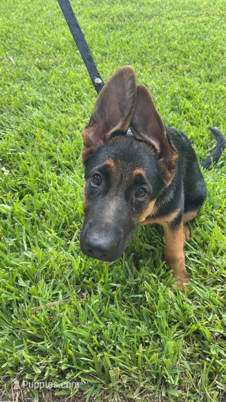 Sherah – German Shepherd Dog puppy for sale in Lake Worth Beach, FL