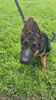Sherah, a female German Shepherd Dog for sale in Lake Worth Beach, FL – 1 of 7