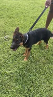 Sherah, a female German Shepherd Dog for sale in Lake Worth Beach, FL – 2 of 7