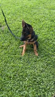 Sherah, a female German Shepherd Dog for sale in Lake Worth Beach, FL – 4 of 7