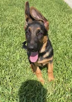 Sherah, a female German Shepherd Dog for sale in Lake Worth Beach, FL – 3 of 7