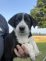 Maddy, a female Border Collie and Old English Sheepdog for sale in Homer, MI – 5 of 8