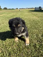 Gunner, a male German Shepherd Dog for sale in Homer, MI – 4 of 9