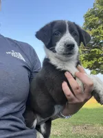 Maddy, a female Border Collie and Old English Sheepdog for sale in Homer, MI – 4 of 8