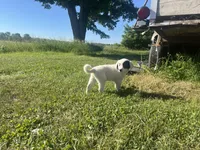 Nelly , a female Border Collie and Great Pyrenees for sale in Homer, MI – 3 of 5