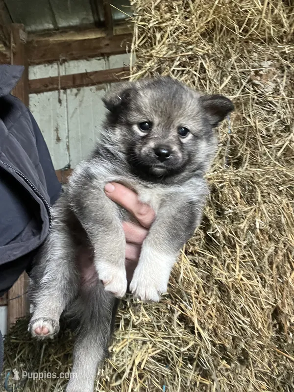 Willow – Norwegian Elkhound puppy for sale in Homer, MI