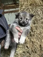Willow, a female Norwegian Elkhound for sale in Homer, MI – 1 of 5