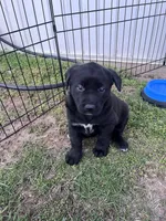 Stormy, a female Labrador Retriever for sale in Homer, MI – Photo 2 of 2