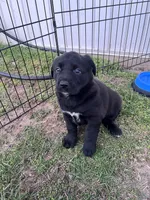 Stormy, a female Labrador Retriever for sale in Homer, MI – Photo 1 of 2