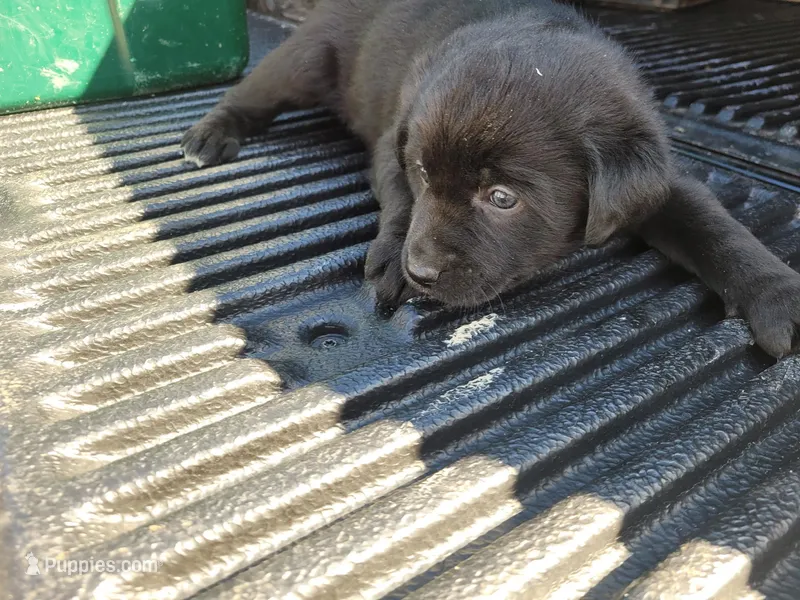 Stormy – Labrador Retriever puppy for sale in Homer, MI