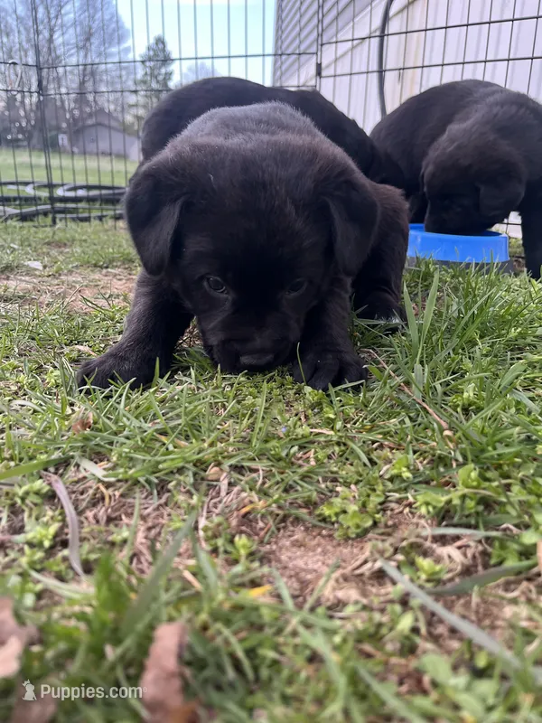 Stormy – Labrador Retriever puppy for sale in Homer, MI