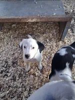 River, a female Border Collie and Great Pyrenees for sale in Homer, MI – 6 of 7