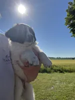 Axe, a male Border Collie and Great Pyrenees for sale in Homer, MI – 7 of 7