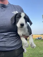 Stunner, a male Border Collie and Old English Sheepdog for sale in Homer, MI – 5 of 6