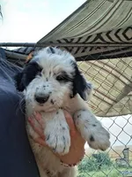 Max , a male Border Collie and Old English Sheepdog for sale in Homer, MI – 3 of 7