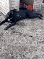 Bell, a female German Shepherd Dog and Labrador Retriever for sale in Homer, MI – Photo 8 of 9