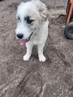Molly, a female Australian Shepherd and Poodle - Multi-Colored Standard for sale in Homer, MI – Photo 3 of 7
