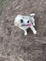 Molly, a female Australian Shepherd and Poodle - Multi-Colored Standard for sale in Homer, MI – Photo 6 of 7
