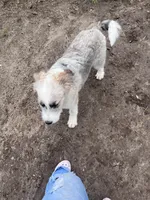 Molly, a female Australian Shepherd and Poodle - Multi-Colored Standard for sale in Homer, MI – Photo 7 of 7
