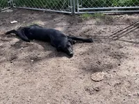 Bell, a female German Shepherd Dog and Labrador Retriever for sale in Homer, MI – Photo 9 of 9