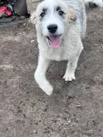Molly, a female Australian Shepherd and Poodle - Multi-Colored Standard for sale in Homer, MI – Photo 2 of 7