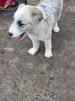 Molly, a female Australian Shepherd and Poodle - Multi-Colored Standard for sale in Homer, MI – Photo 4 of 7