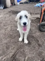 Molly, a female Australian Shepherd and Poodle - Multi-Colored Standard for sale in Homer, MI – Photo 5 of 7