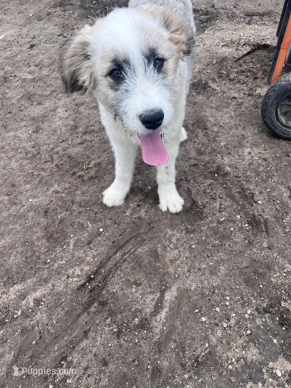 Molly – Australian Shepherd, Poodle - Multi-Colored Standard puppy for sale in Homer, MI