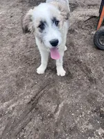 Molly, a female Australian Shepherd and Poodle - Multi-Colored Standard for sale in Homer, MI – Photo 1 of 7